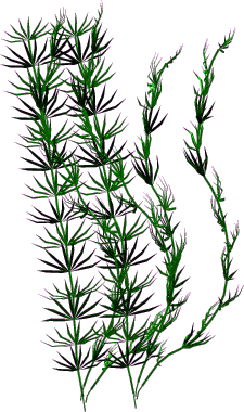 fleurs et nature (154).gif